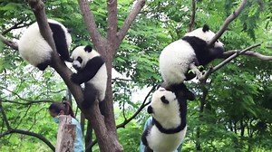 1K views · 37 reactions | Patru pui de urs #Panda sunt puși pe joacă într-un centru de cercetare a urşilor #Panda din #Qinling, provincia #Shaanxi. Venite pe lume în 2020, cele patru necuvântătoare simpatice vor începe o nouă etapă de a trăi independente. #China | Romanian Service, China Radio International | Facebook