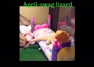 Your month ur lizard #memes #viral #lizards #foru #foryou #funnylizard #geico #trending #memes #foryou