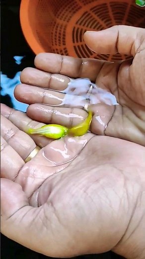 how to breed zebrafish | zebrafish breeding setup #youtube #breeding #aquarium #fishing #shortvideo