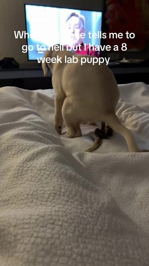 Adorable 8-Week Labrador Puppy Moments