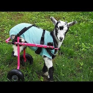 Goat Who Lost Her Legs Loves Her New Wheelchair