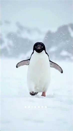 "Nihilist Penguin" 💔🥹