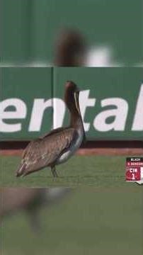 Top 5 Craziest BIRD MOMENTS in MLB History! ⚾️🦅