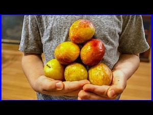 The Fruit that is RIPE for MONTHS (Amazing)