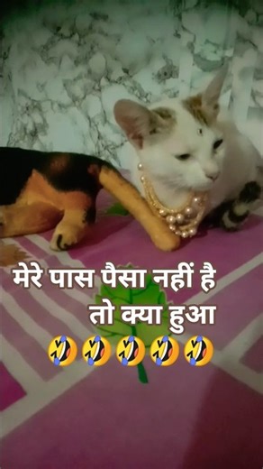 #shortsviral #cat #missyou #comedyshorts #youtubeshorts #funny #viwes10milionplace #comedy