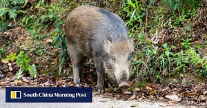 In China’s cities, rampaging boars a growing menace as wild pig population soars