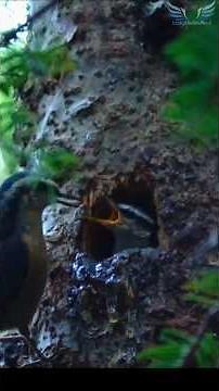 So Cute! Baby Nuthatches Calling for Mom & Dad from Their Nest