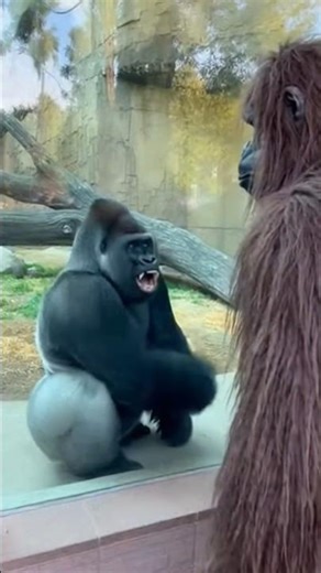 Gorilla Gets Trolled by Fake Gorilla #funny #shorts #prank