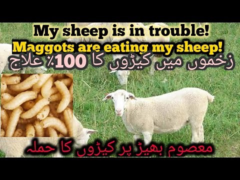 Maggots in Sheep Wounds: How to Treat and Prevent||Maggots Eating My Sheep: Time to Save My Flock
