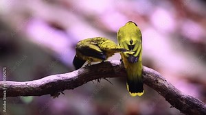 Black-headed Bulbul(Pycnonotus atriceps) bird pairing off from tree branch in thick tropical rainforest in National Park Thailand,video