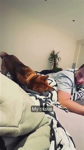 Shiba Inu is crying! 😭 #viral #shibainu #funnydogs #cute #dogshorts