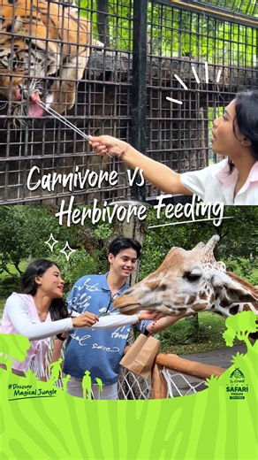 The Grand Taman Safari Prigen Jawa Timur on Instagram: "🥩 Carnivore feeding yang bikin jantung berdebar vs herbivore feeding super gemes 🌿 Beda jenis satwa, beda sensasi, tapi fun-nya tetap maksimal! Pilih yang mana dulu kalau kalian ke sini? #DiscoverMagicalJungle #TamanSafariPrigen #TheGrandTamanSafariPrigen #LetsGoSafari #EnchantingForestBerikut"