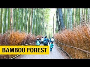 Experience the Beauty of Arashiyama Bamboo Forest
