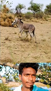 #animals #donkey | Donkey Family