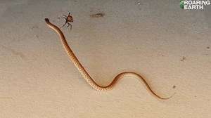 2.1K views · 11 reactions |  Behold the terrifying Australian redback spider, which can trap and eat snakes more than 50 times its size! | Ireen Mushaninga | Facebook