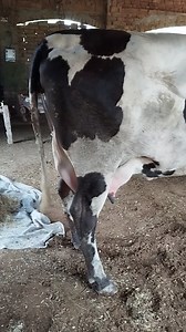 First timer 2 dant with female claf 550,000 03008963690 / 03416923205 what's app | مویشی منڈی Tv