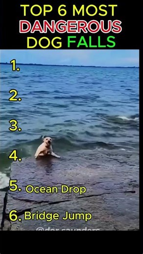 Top 6 Craziest Dog Falls Ever 😳🐶 #shorts#dogs#funnydogs#dogfails#viralshorts#funnyanimals#fail#fails