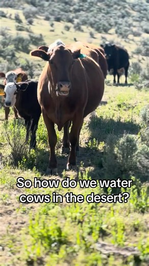 How do we water our cattle in the desert?