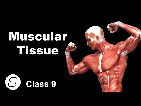 Muscular Tissue || Animal Tissues (Part 4) || in Hindi for Class 9