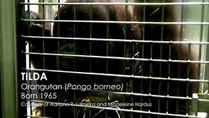 This is one of the most intriguing questions we've asked. Are these animals talking? More at: http://bbc.in/1L3hgJq | BBC Earth