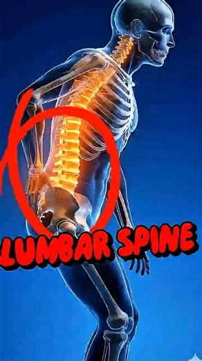 Most People Don’t Know This About Lumbar Vertebrae—It’s Incredible! 😲 #Shorts #LumbarVertebrae #fyi