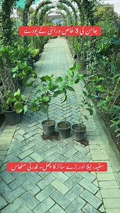 3K views · 29 reactions | Three most famous and special varieties or Java plum  #jamun #healthyfruits #fruitlovers #plantnursery | Plants Paragon Pattoki | Facebook