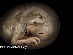 VIDEO. Incroyable animation d'un embryon de poussin dans son oeuf