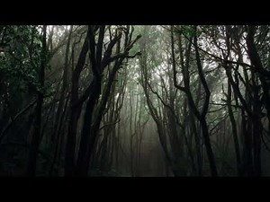 Sonido de la selva por la noche con su inquieta fauna para dormir y relajarse. 4 Horas. HD