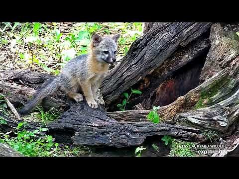 Relax With A Playful Fox Kit