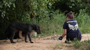 55K views · 1.8K reactions | New video from Operation Dark Hollow, where the ARC team rescued over 90 animals from a property in Stokes County, NC. | Animal Rescue Corps | Facebook