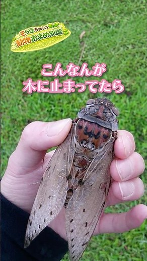 The Empress Cicada, One of the World's Largest Cicadas, Is Massive #EmpressCicada #Cicada #Insect...