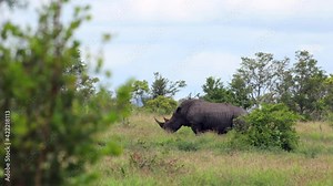 White rhino defecating in the bush