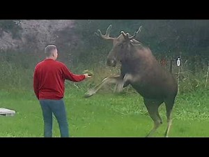 The Best Moose Moments That Turned Into Uncontrollable Laughter