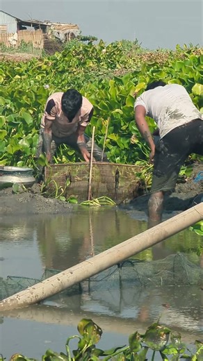 Primitive Mud Fishing for Tiny Puti Fish | Real Village Fishing Shorts #shorts #fishing