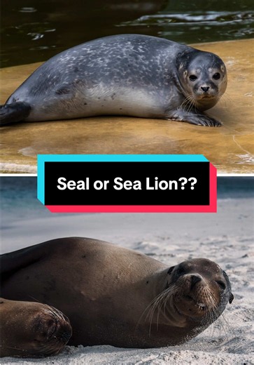 Seal or sea lion? Test yourself. #stem #seal #sealion #edutok #animals | seal