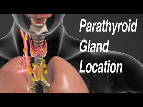 Parathyroid Gland Location: Common Locations of Missed Parathyroid Adenomas