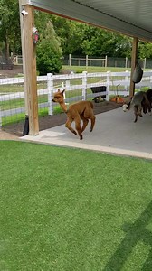 Come see these boys play. Tours are now going in with the babies as they are now old enough. Make a reservation at: www.eagleeyefarm.net/farm-tours #cria #zoomies #cutebabyanimals #cutebabyfarmanimals #cuteanimals #alpaca #alpacalove #agritourism #alpacas #AlpacaFarm #alpacalife #farmlifebestlife #wisconsinagritourism #wisconsin #riverfallswi #hudsonwi #discoverwisconsin #travelwisconsin #uncover_wisconsin #explorewisconsin #eagleeyefarm | Eagle Eye Farm