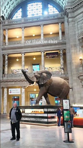 Inside the Smithsonian National Museum of Natural History 🐘 | 4K Relaxing Walk in Washington DC