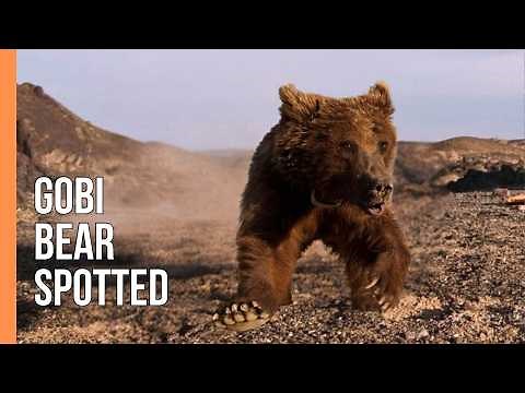 Gobi Bear Found! Rare Desert Bear Spotted in Mongolia | Full Documentary