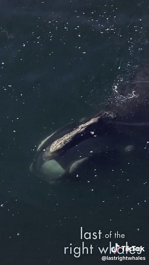 North Atlantic Right Whales: Skim Feeding Habits