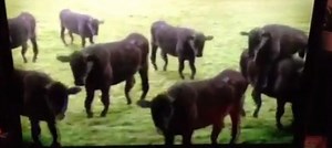 Raspberry Pi $35 PC Gets Unofficial Apple AirPlay Support - SlashGear