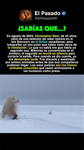 El oso polar se le acercó sigilosamente #historia