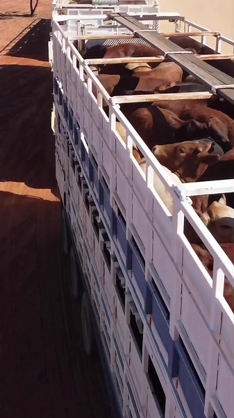 Livestock Transport Truck Journey Through Australia