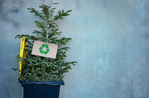 Here’s where you can recycle your Christmas tree for free in Visalia