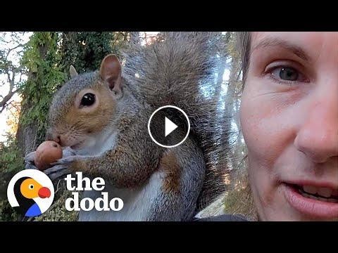 Wild Squirrel Comes Back Everyday to See Her Rescuer #Video