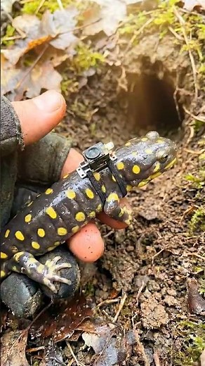 Tiger Salamander POV Inside Underground Colony! #nature #gopro