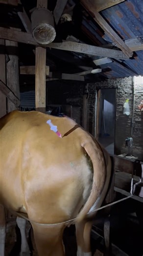 Multivitamin ATP pada induk Sapi Bali #shorts