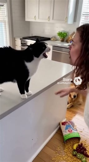 Cat vs Owner 😹 Cat Argues Loudly with Its Owner! 🐱💢 #cat #viral