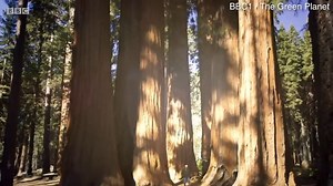 Sir David Attenborough explores 'The Green Planet' in BBC programme