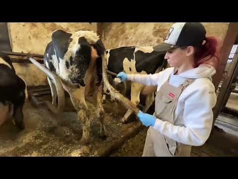 Modern Cow Farm | The Best Machines For the Farm | Pretty Girl Working on a Farm | Natural sound